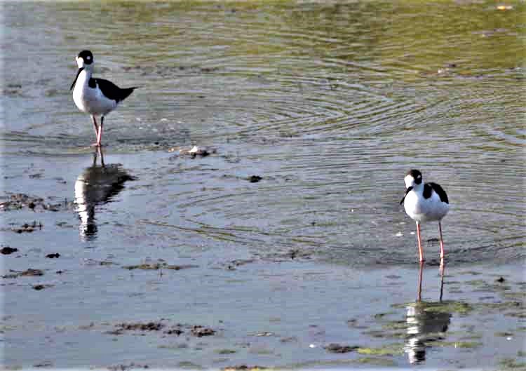 wading birds